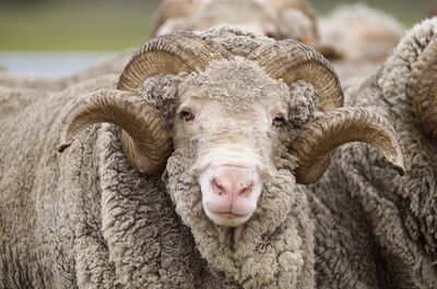 Merino Wool Ethics